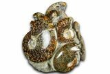 Tall Composite Ammonite Fossil Display - Madagascar #361348-1